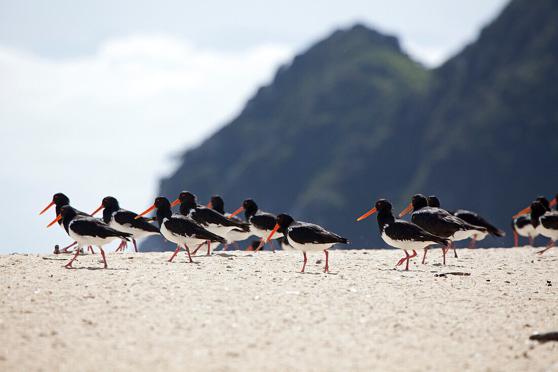 blocked for illustrated books in Germany, Austria, Switzerland: Oystercatcher birds on the beach with red bills, Awaroa Inlet, Abel Tasman Coastal Track, Great Walks, north-west of South Island, Abel Tasman National Park, South Island, New Zealand