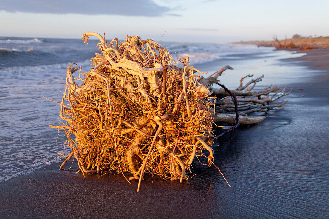 Treibholz am Strand,angeschwemmter Baum samt Baumwurzel,Hokitika Strand,Hokitika,Westküste,Südinsel,Neuseeland