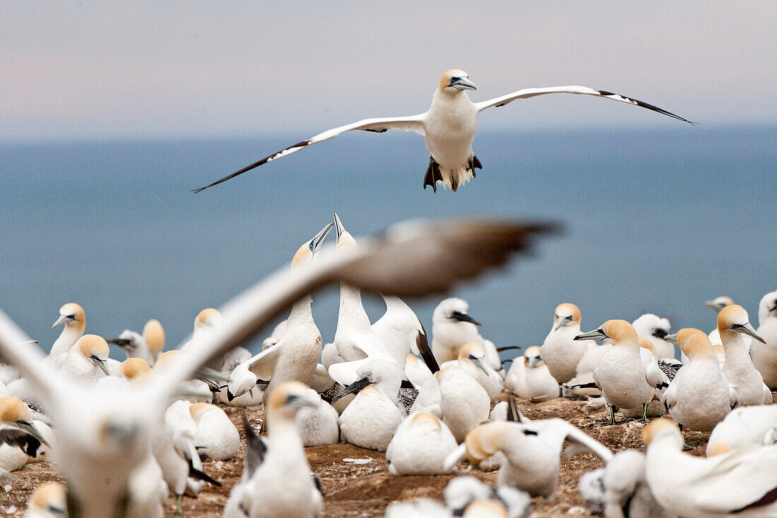 blocked for illustrated books in Germany, Austria, Switzerland: Australasian Gannet in flight, Breeding colony at Cape Kidnappers, Gannet Reserve, Hawke's Bay, North Island, New Zealand