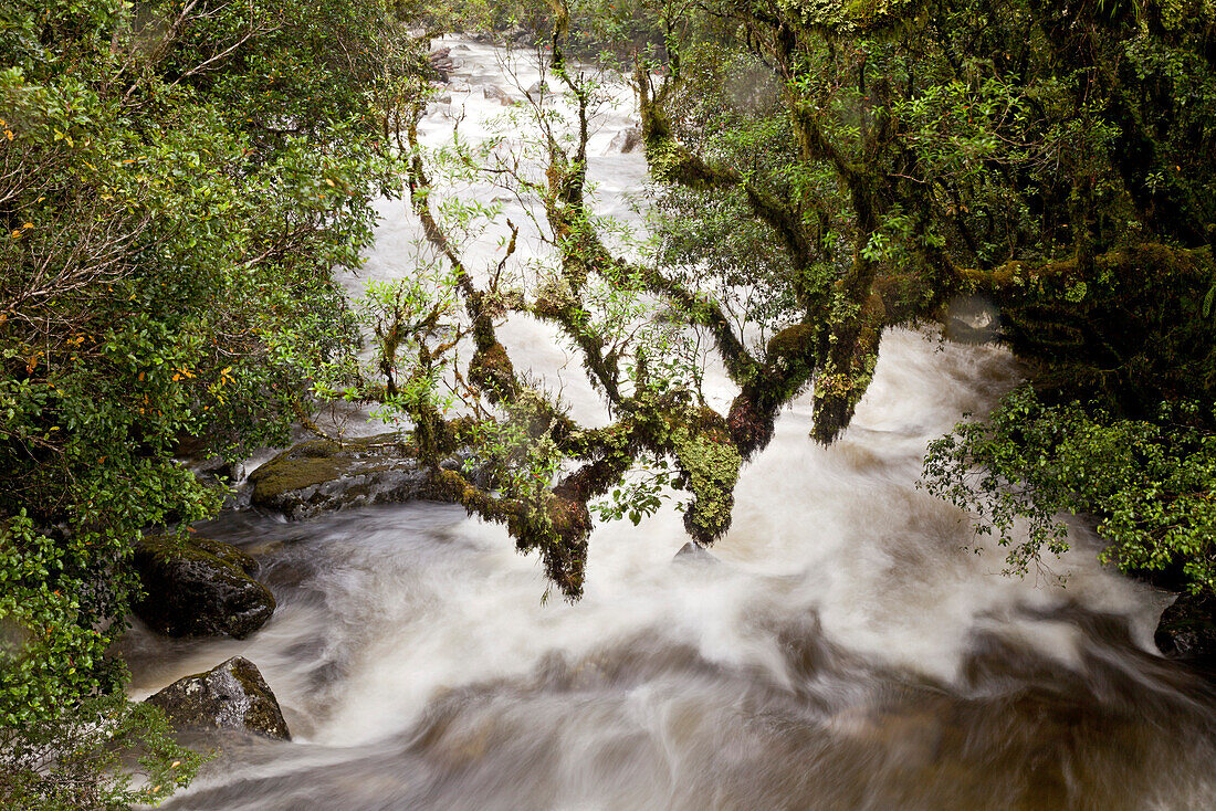 Wildbach,Fluss nach Regen mit überhängenden bemoosten Ast,Milford Road,Fiordland National Park,Südinsel,Neuseeland