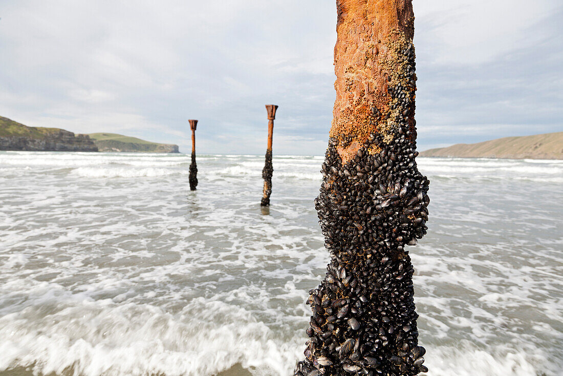 Roststümpfe eines Schiffsanlegers mit Schwarzmuscheln bedeckt,Muschelkolonie,Meeresbrandung in Bucht,Okains Bay,Banks Peninsula,Canterbury,Südinsel,Neuseeland