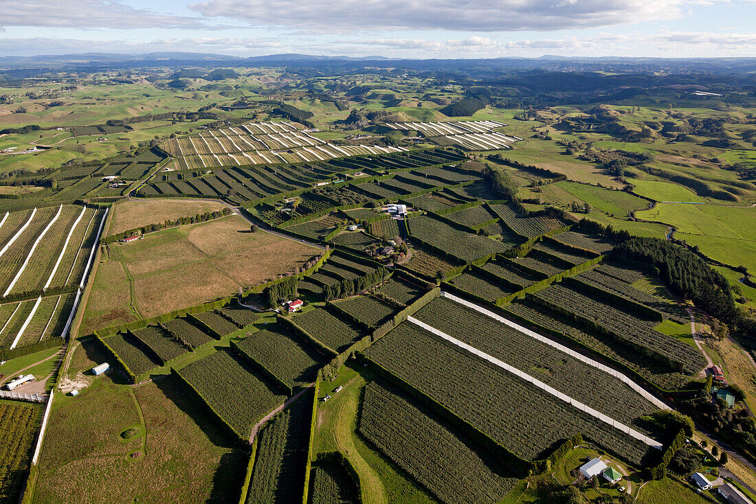 Luftaufnahme von Obstplantagen mit Windschutzhecken,Kiwifruit,Actinidia deliciosa,Bay of Plenty,Nordinsel,Neuseeland