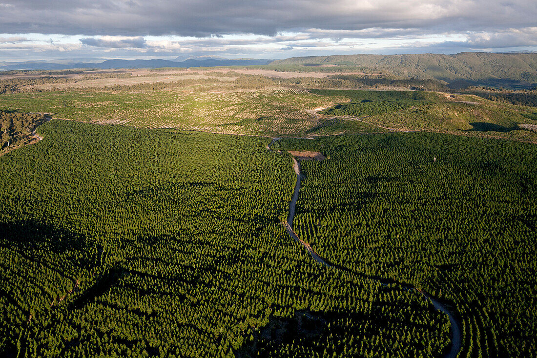 blocked for illustrated books in Germany, Austria, Switzerland: Aerial of pine timber plantations, Kaingaroa Forest Plantage, Monoculture between the coast and Lake Taupo, Bay of Plenty, North Island, New Zealand