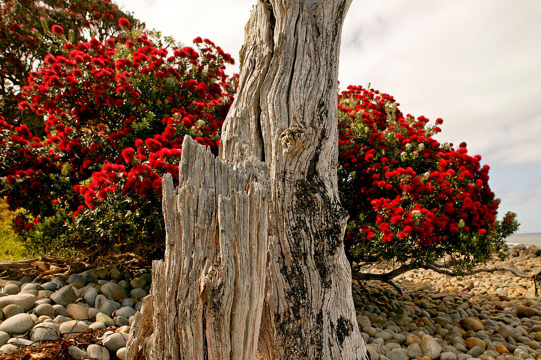 Rot blühender Pohutukawa-Baum,Baumstumpf,Coromandel Halbinsel,Nordinsel,Neuseeland
