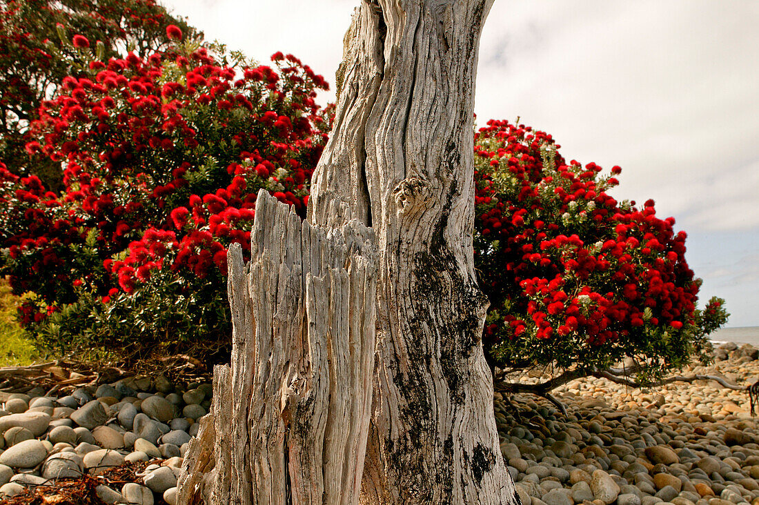 blocked for illustrated books in Germany, Austria, Switzerland: Red flowering New Zealand Christmas tree, Pohutukawa tree, Coromandel Peninsula, North Island, New Zealand