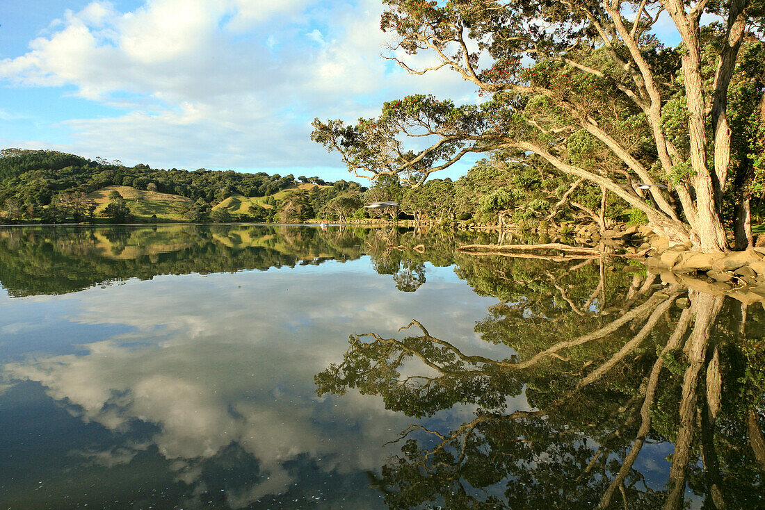 Perfekte Spiegelung im Flussarm der Puhoi River,Bäume am Wasser,Wenderholm Regional Park,bei Auckland,Nordinsel,Neuseeland