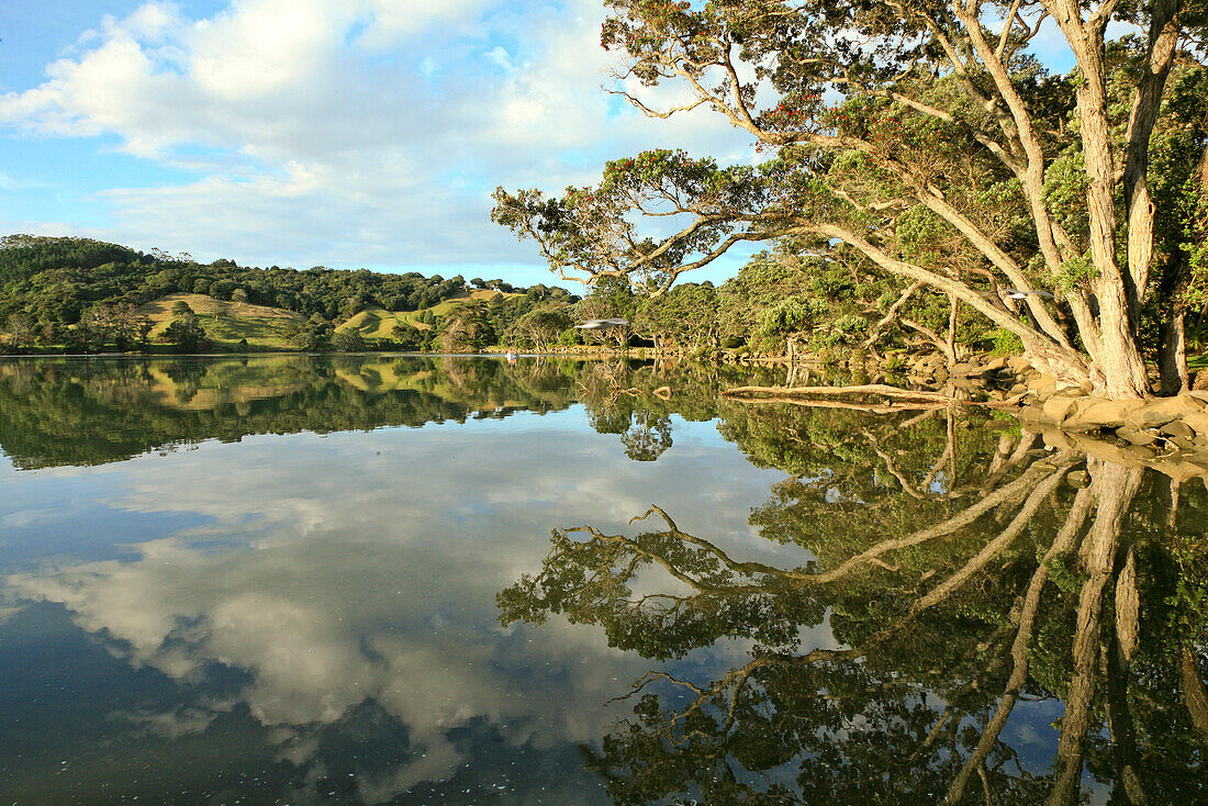 blocked for illustrated books in Germany, Austria, Switzerland: Perfect reflections in a branch of the river Puhoi, still water reflecting large trees, Wenderholm Regional Park, North Island, New Zealand