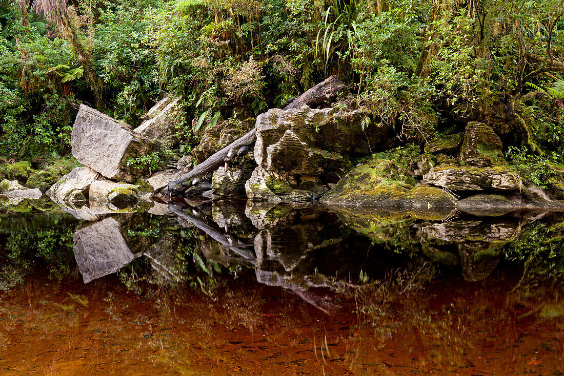 Tanningefärbter Fluß im Regenwald der Oparara Basin,Flussufer in Oparara-Becken,Karamea,Kahurangi Nationalpark,Südinsel,Neuseeland