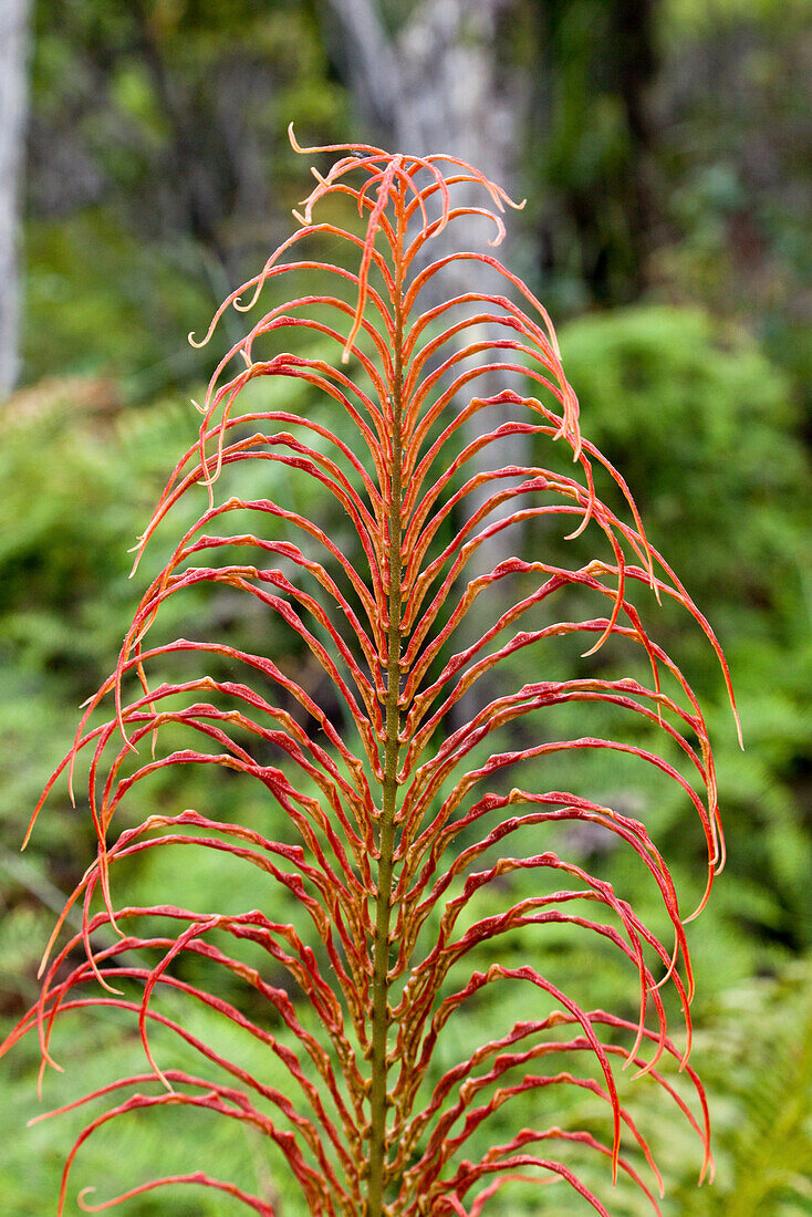 Roter Rippenfarn,Kiokio,Farn,Neuseeland