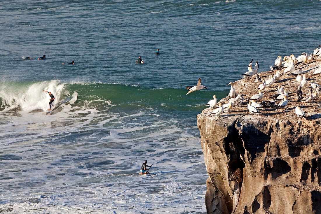 Wellenreiter,Surfer in der Nähe von einer Basstölpel Kolonie,Muriwai,Nordinsel,Neuseeland