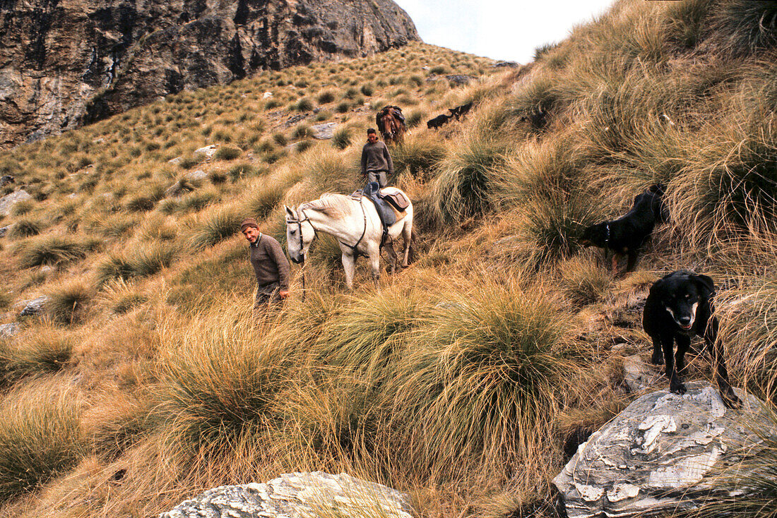 blocked for illustrated books in Germany, Austria, Switzerland: Sheep drive in the Garvie Mountains, musterer with horse and dog, tussock grass, High Country, South Island, New Zealand