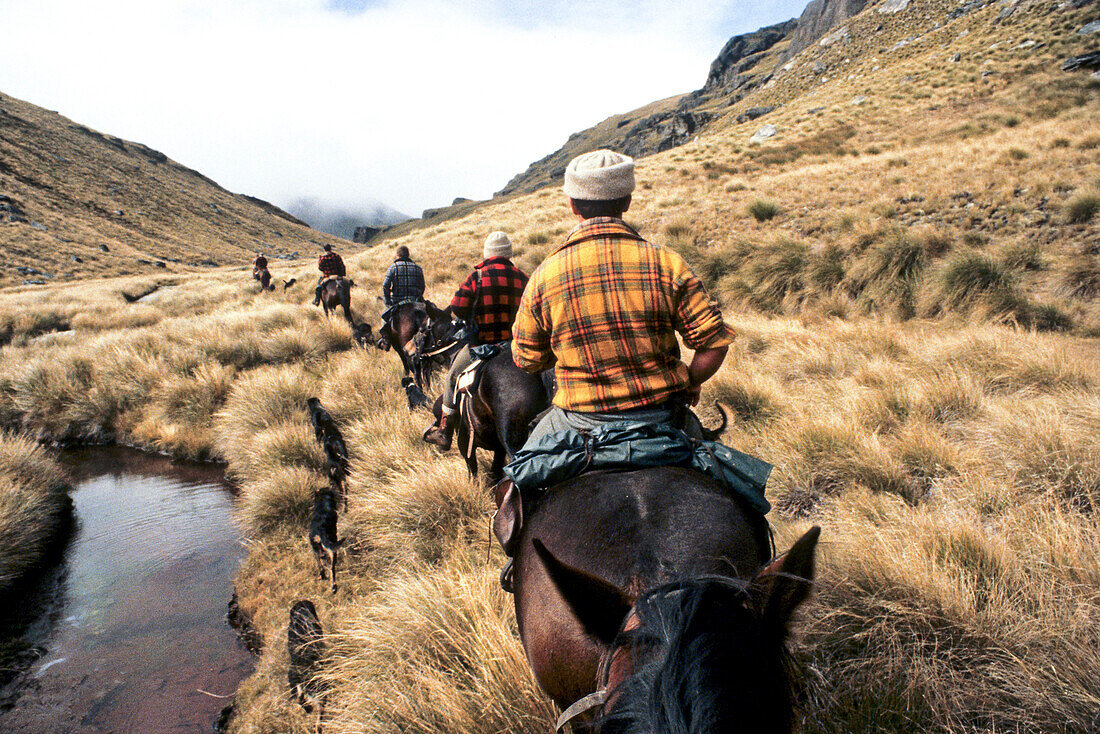 Schafabtrieb in den Garvie Mountains,1986,Musterer mit Pferde und Hunde,Schafhirten,Tussockgras,High Country,Südinsel,Neuseeland