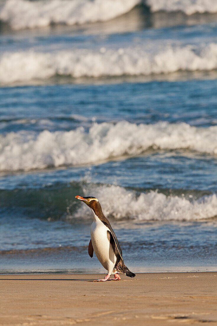 Gelbaugenpinguin wagt sich am Abend aus den Fluten,Megadyptes antipodes,Strand auf der Otago Halbinsel,Otago,Südinsel,Neuseeland