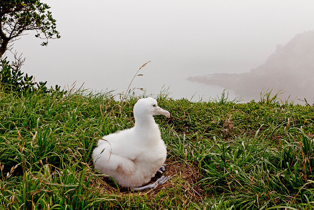 blocked for illustrated books in Germany, Austria, Switzerland: Fluffy white Albatros chick waiting for parents, Royal Albatross Centre, Taiaroa Head, Otago, South Island, New Zealand