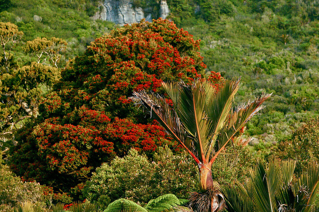 blocked for illustrated books in Germany, Austria, Switzerland: Red flowering Rata tree and native Nikau Palm, Paparoa National Park, west coast, South Island, New Zealand