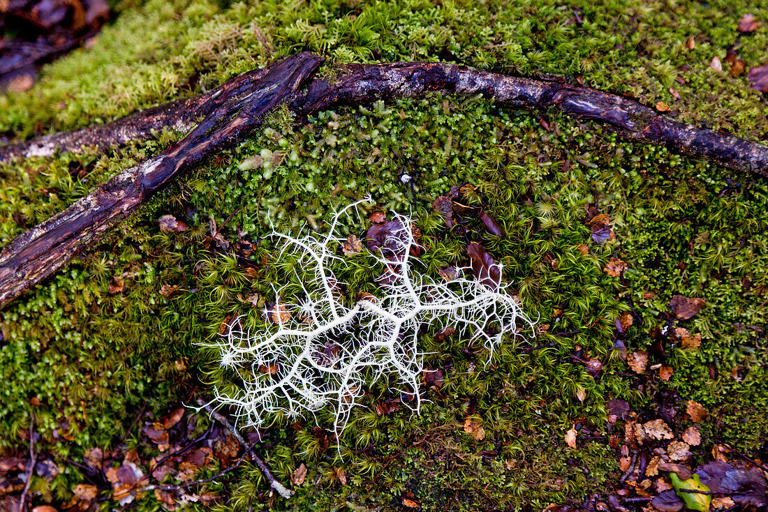 blocked for illustrated books in Germany, Austria, Switzerland: White lichen on a moss covered forest floor, South Island, New Zealand