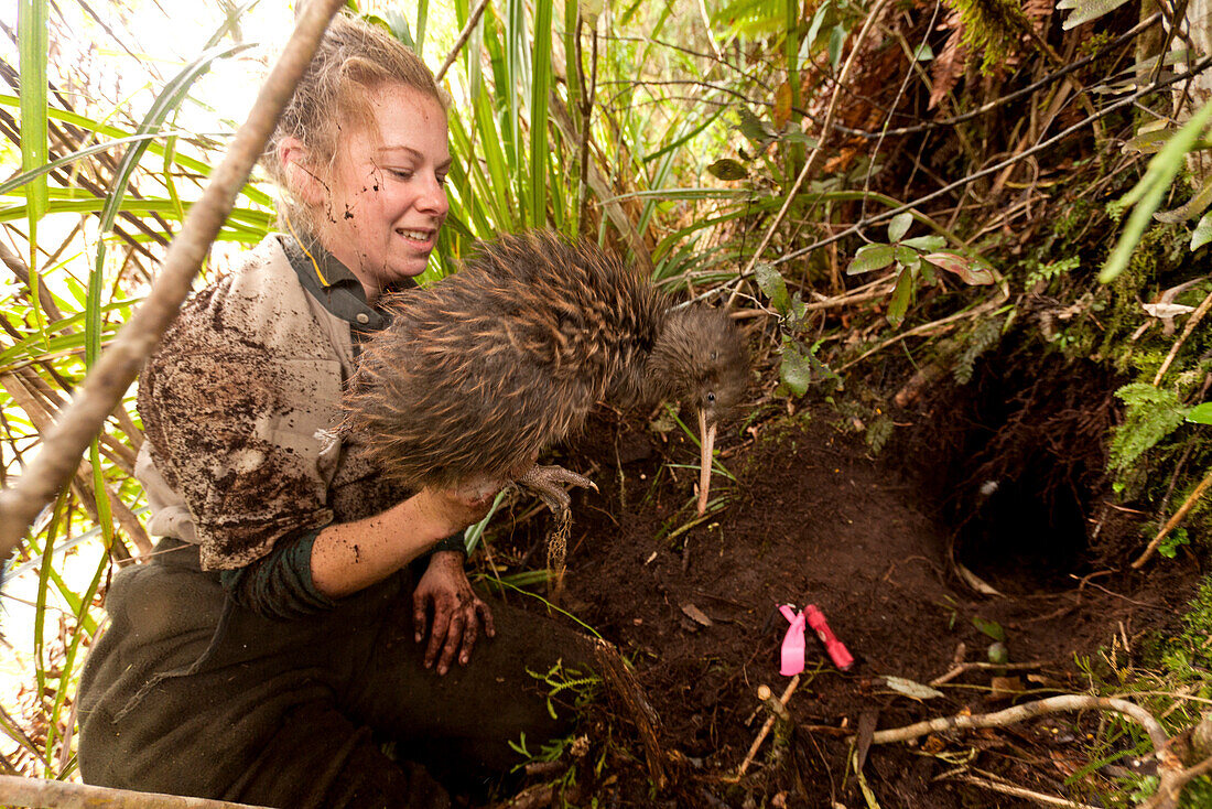 Ein Kiwi wird aus seiner Höhle gegraben,um ihm einen neuen Peilsender anzulegen,DOC Ranger,Tongariro National Park,Nordinsel,Neuseeland