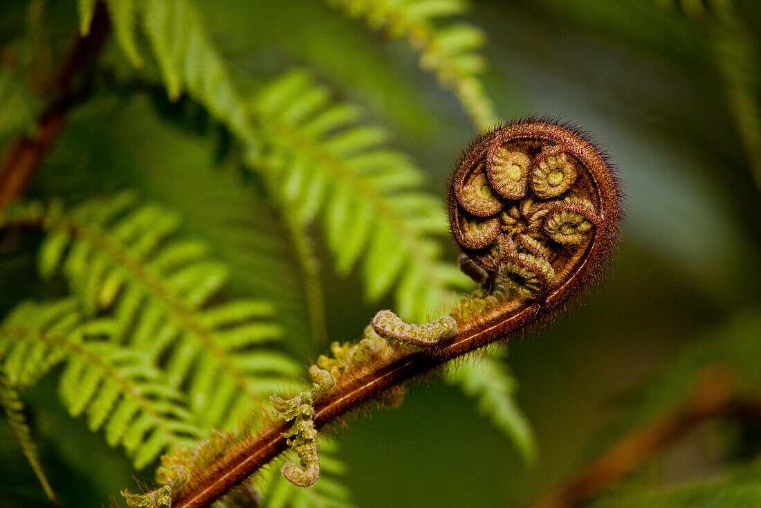 Junger Farntrieb und grüne Farnwedel,Koru,Nationalsymbol Neuseelands,Whirinaki Forest,Neuseeland
