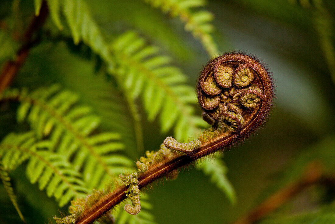 blocked for illustrated books in Germany, Austria, Switzerland: Young fern frond, Maori, koru, Whirinaki Forest, New Zealand