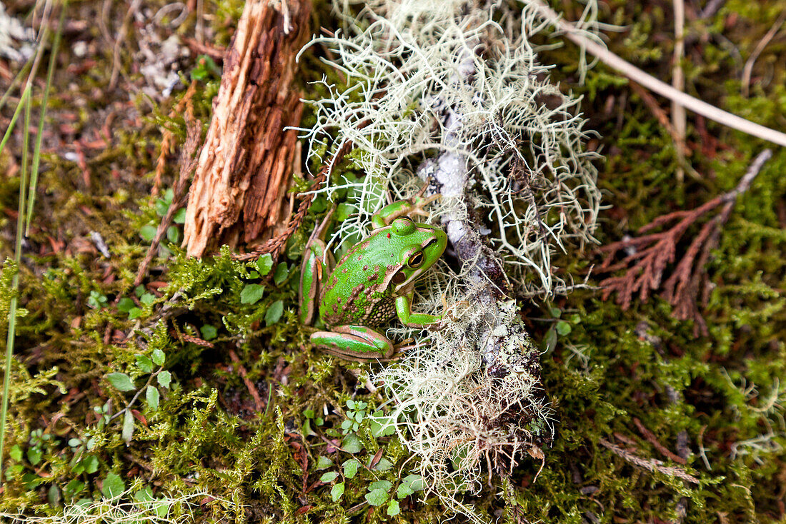 Südlicher Glockenfrosch auf Waldboden neben leuchtend weiße Bartflechten,Whirinaki Forest,Nordinsel,Neuseeland