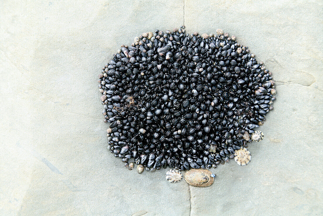 Schwarzmuscheln Kolonie an einem Fels,Schalentiere bei Ebbe,Meeresleben,Südinsel,Neuseeland