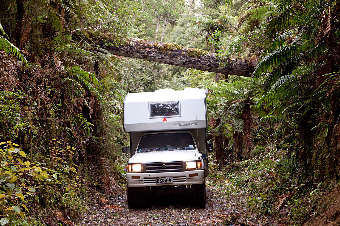 blocked for illustrated books in Germany, Austria, Switzerland: 4WD camper on a forest track in Whirinaki Forest, North Island, New Zealand