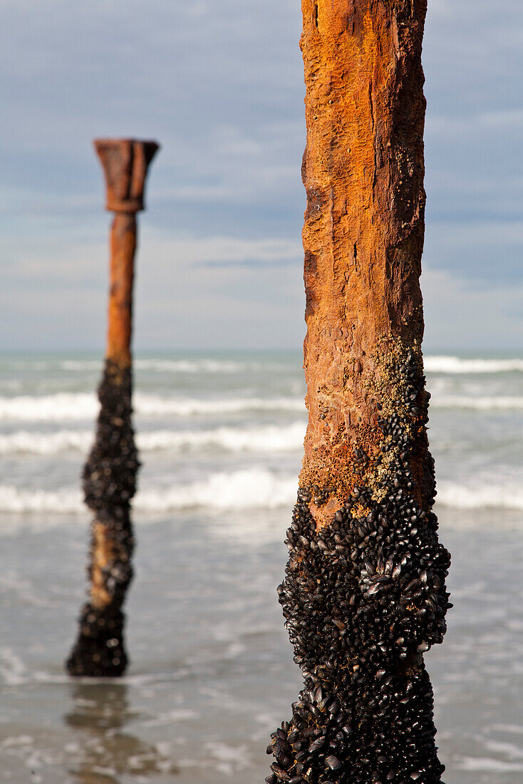 Rusty iron posts covered in black mussels growing on the remains of an old jetty, mussel colony, Okains Bay, Banks Peninsula, Canterbury, South Island, New Zealand