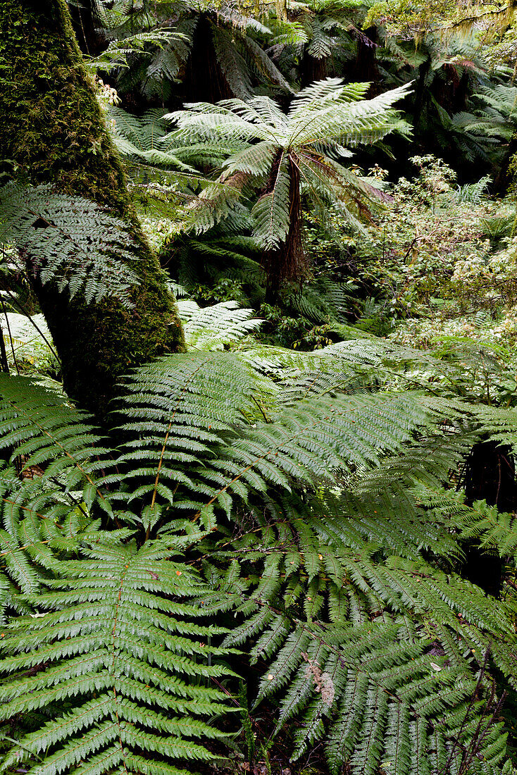 Baumfarne im Regenwald des Te Urewera National Park, Nordinsel, Neuseeland