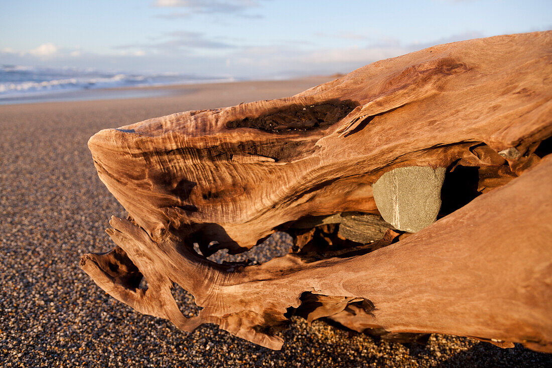 Driftwood with stone on the beach, Haast, West Coast, South Island, New Zealand