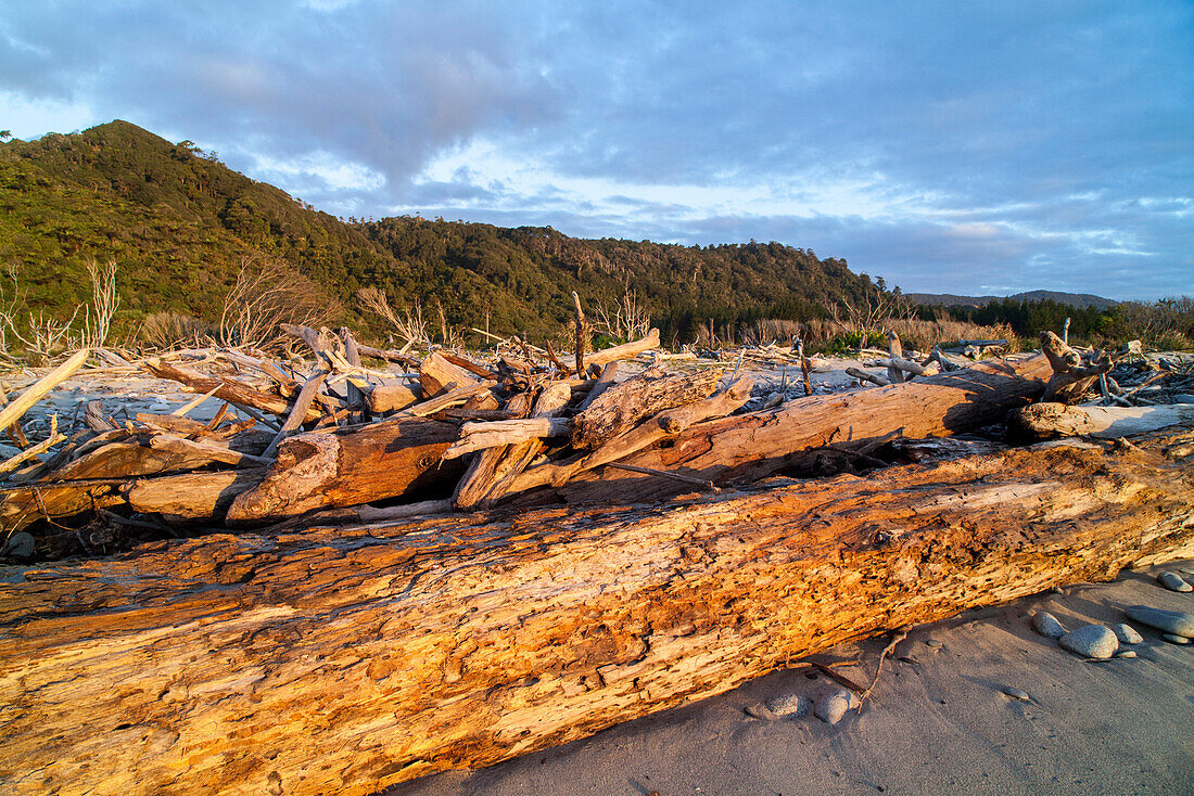 Treibholz am Strand, Herbststimmung, Westküste, Südinsel, Neuseeland