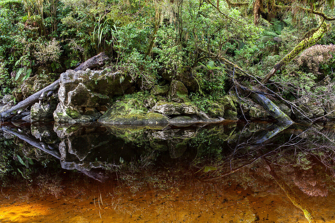 Tannin stained waters, Oparara Basin, Karamea, Kahurangi National Park, South Island, New Zealand