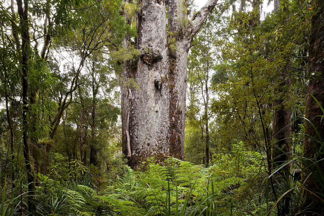 Kauri Baum, Tane Matua Ngahere, Vater des Waldes, Agathis australis, Waipoua forest, Northland, Nordinsel, Neuseeland