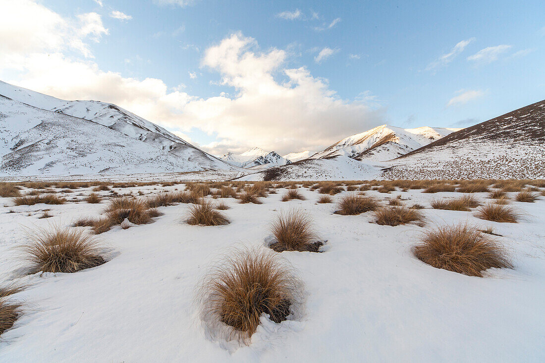 Tussock grass in snow, mountain scenery, Lindis Pass, Otago, South Island, New Zealand