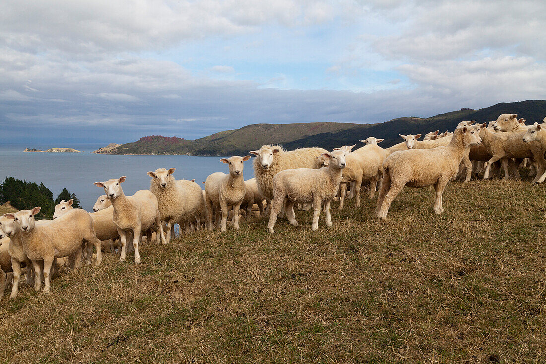 Sheep on a hill all looking in the camera, French Pass, Marlborough Sounds, South Island, New Zealand