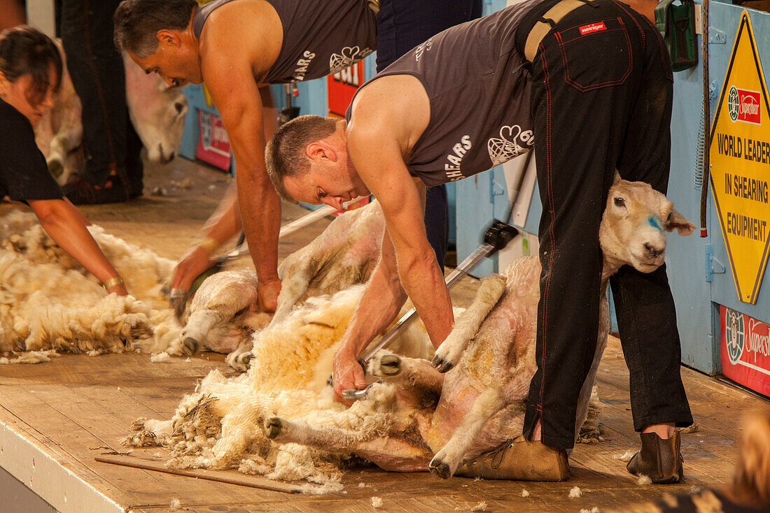 Schafscherwettbewerb, Schafscherer Wettbewerb, Masterton, North Island, Neuseeland