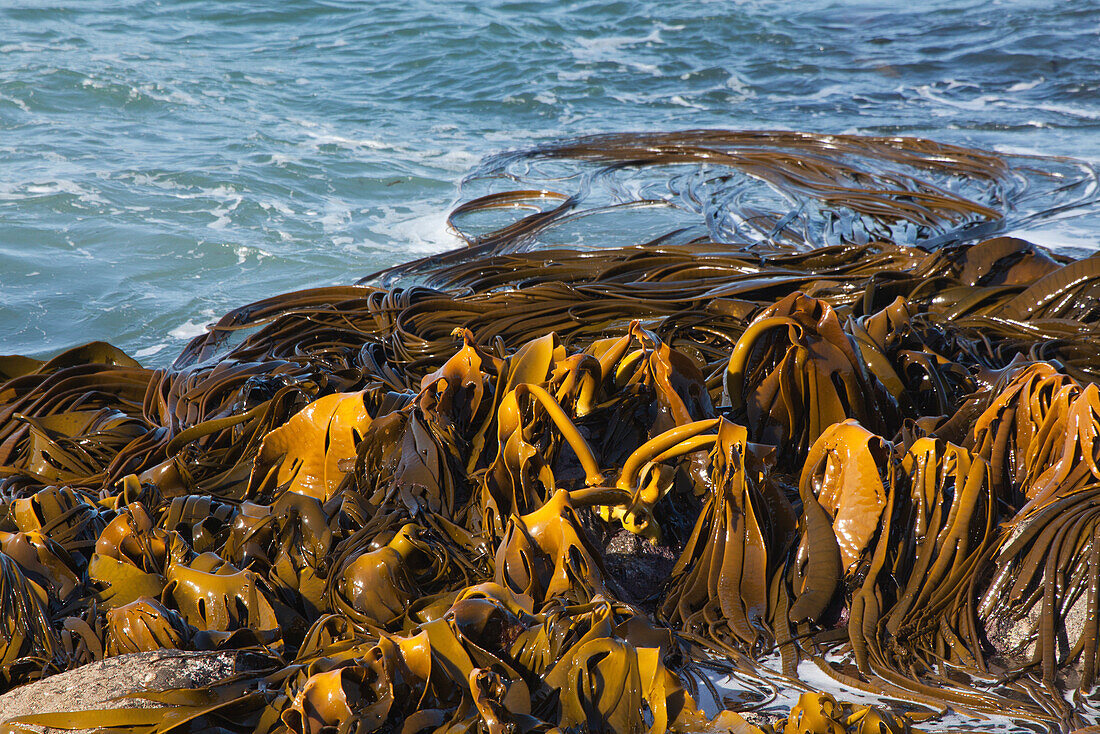 Ledertang in Meeresbrandung, Bull kelp, Moeraki, Otago, Ostküste, Südinsel, Neuseeland