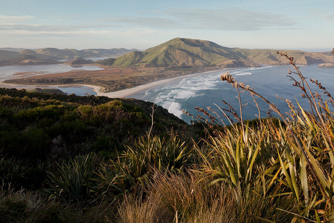 Flachspflanzen mit Aussicht über Allans Beach und Hoopers Inlet, Otago Peninsula bei Dunedin, Südinsel, Neuseeland