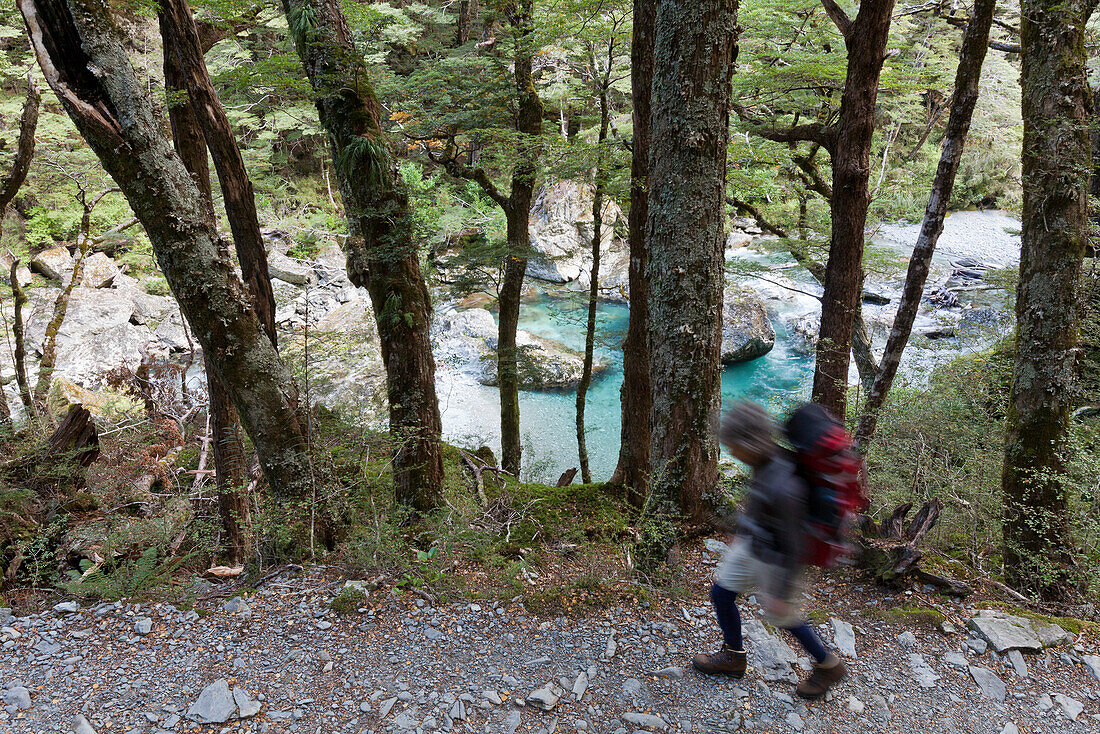 Hiker on the Routeburn Track with clear mountain water, Great Walk, Mount Aspiring National Park, Fiordland National Park, South Island, New Zealand