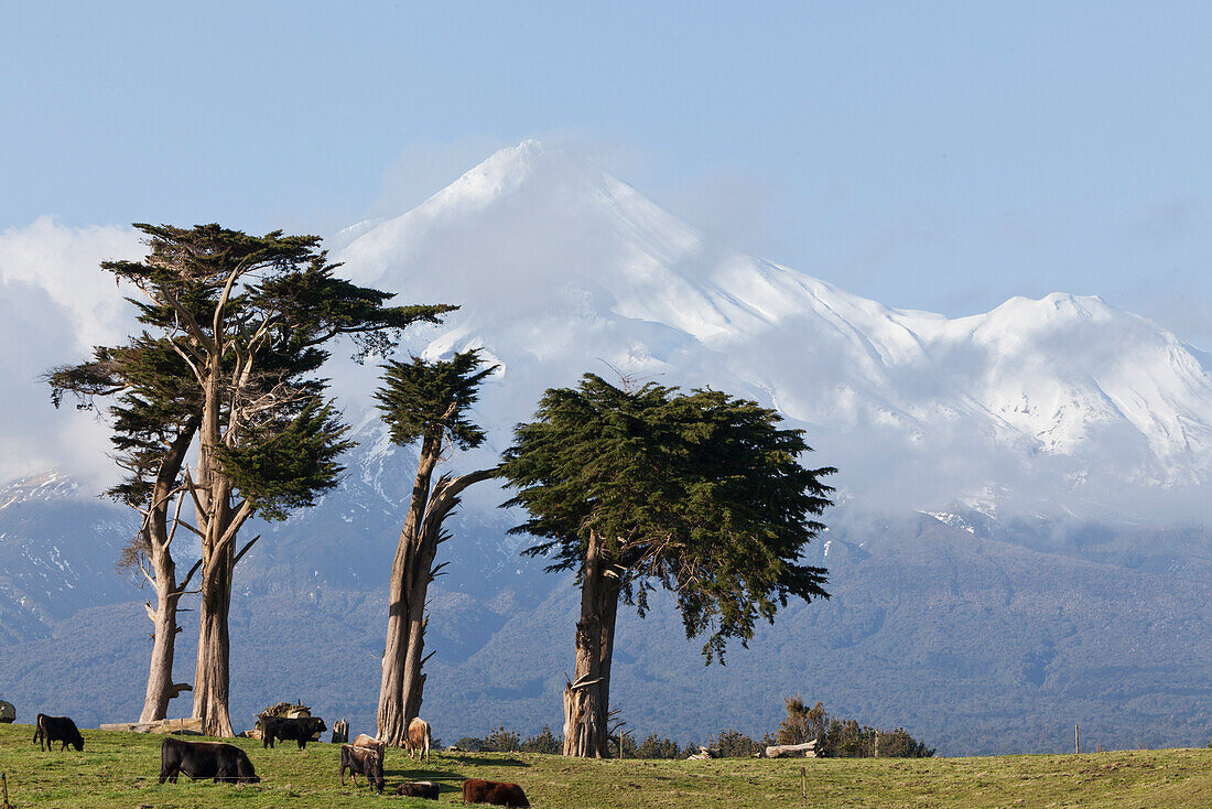 Weidelandschaft vor Vulkankegel des Mount Taranaki, Nordinsel, Neuseeland
