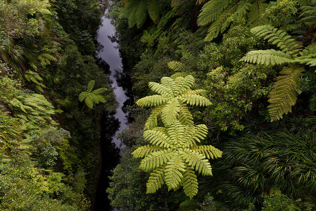 Bridge to Nowhere and tree ferns from above, walking track, tributary river of the Whanganui River, North Island, New Zealand