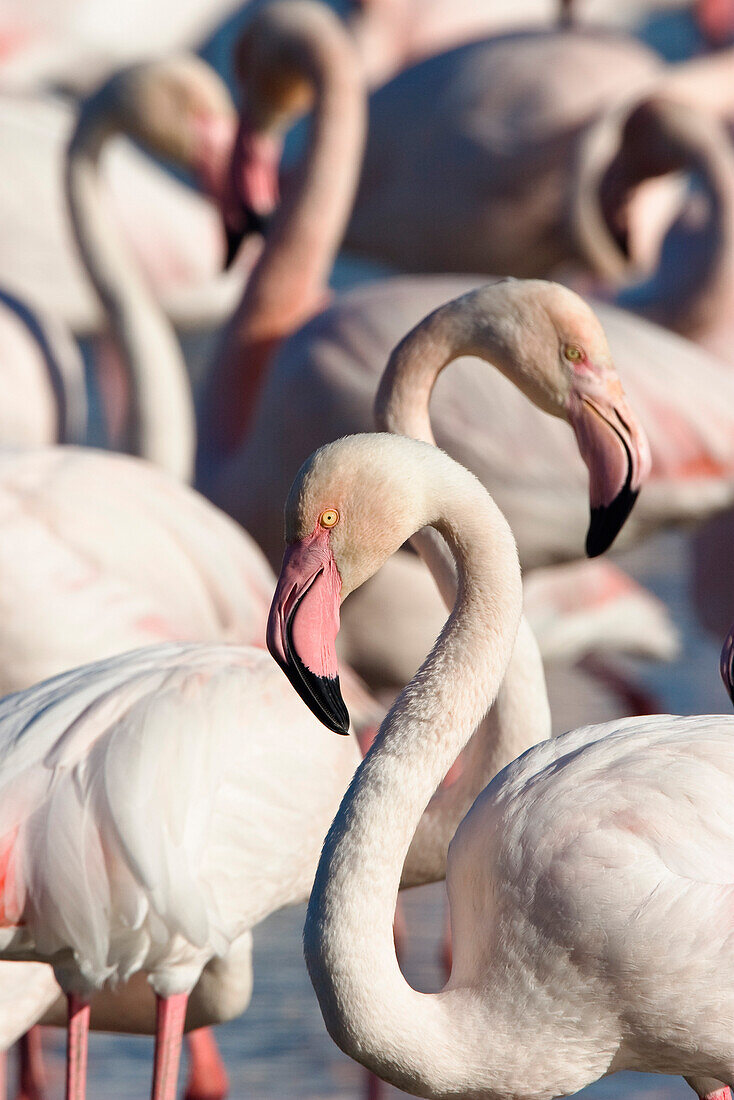 Greater Flamingos in the Camargue, Phoenicopterus roseus, Camargue, France