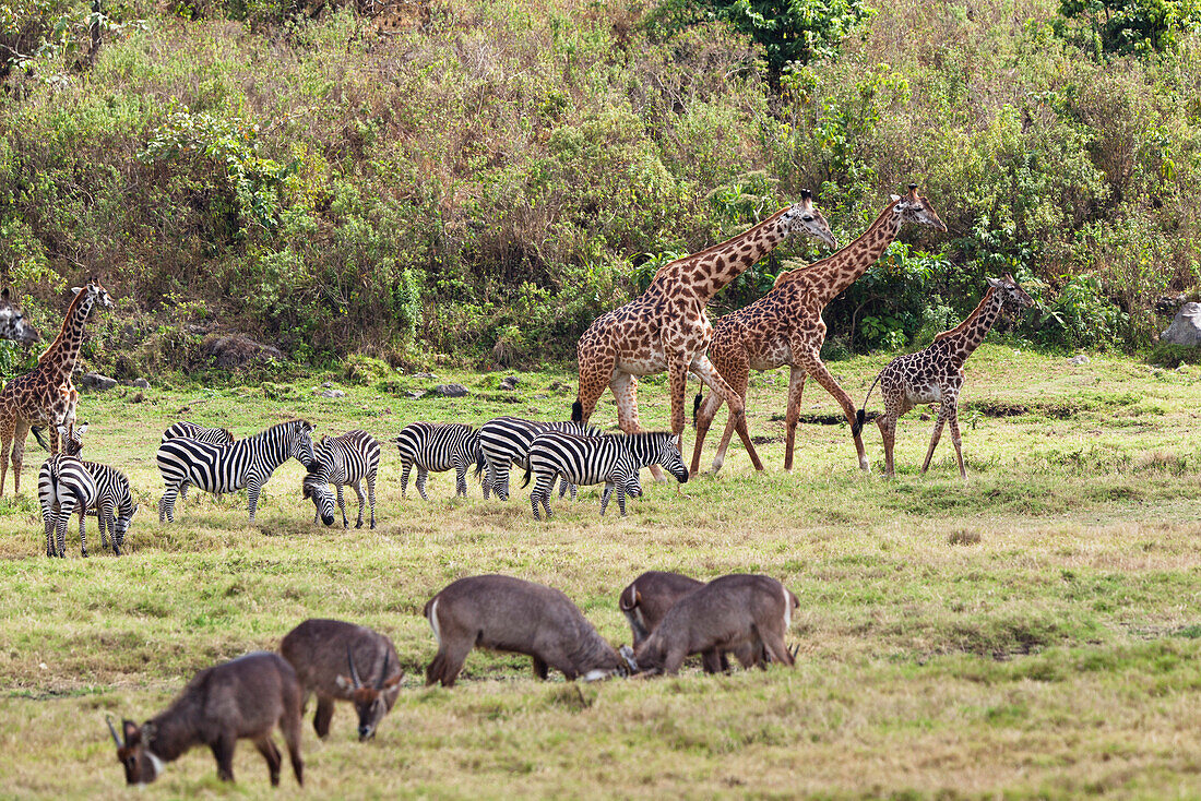 Massaigiraffen, Giraffa camelopardalis, Zebras und Wasserböcke, Arusha Nationalpark, Tansania, Ostafrika, Afrika