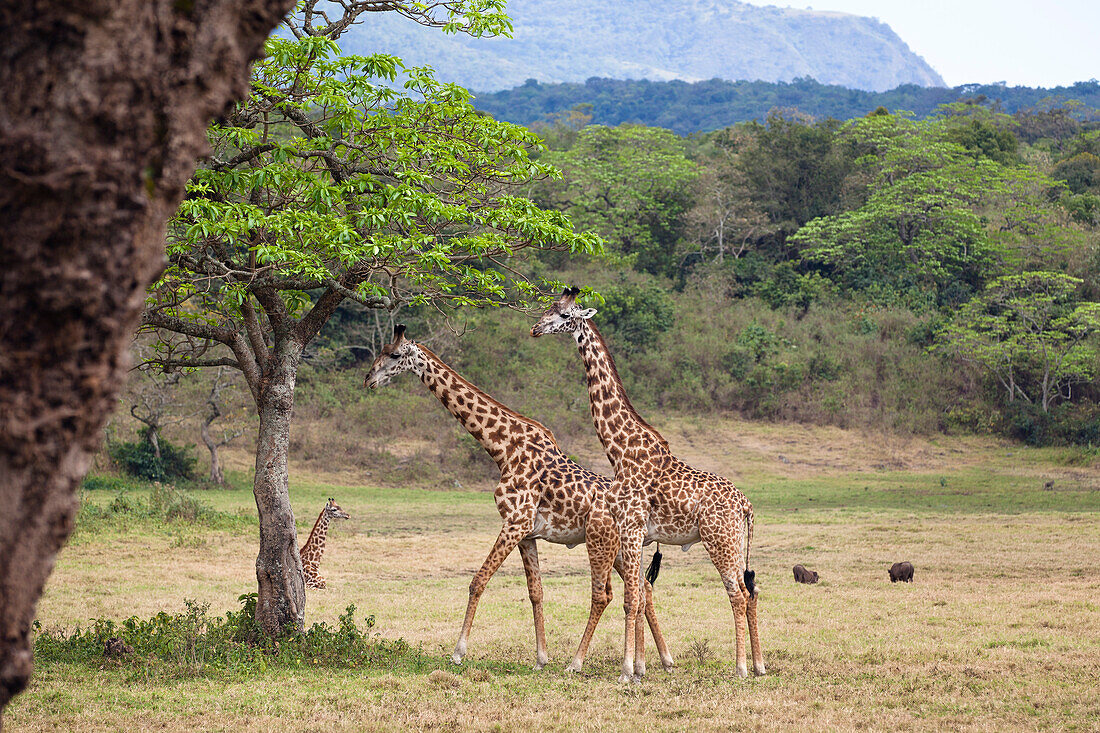 Zwei Massaigiraffen, Giraffa camelopardalis, Arusha Nationalpark, Tansania, Ostafrika, Afrika