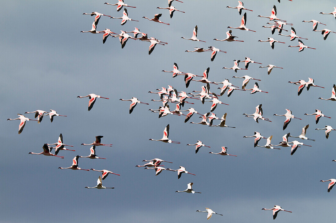 Lesser Flamingoes, flock in flight, Phoeniconaias minor, Arusha National Park, Tanzania, East Africa, Africa