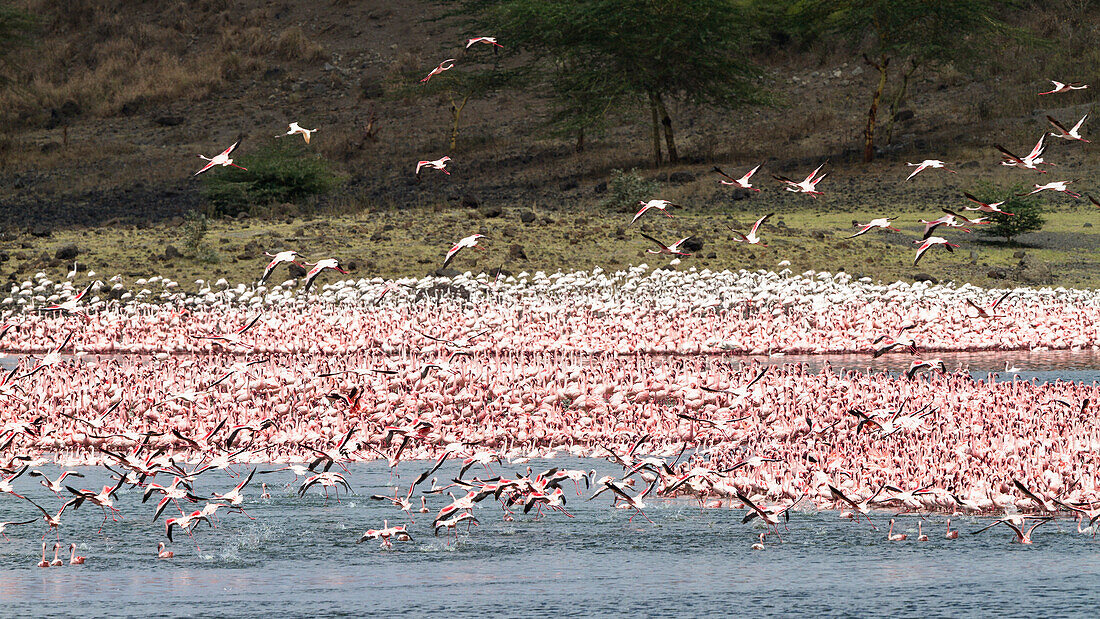 Momella lakes with Lesser flamingoes, Phoeniconaias minor, Arusha National Park, Tanzania, East Africa, Africa