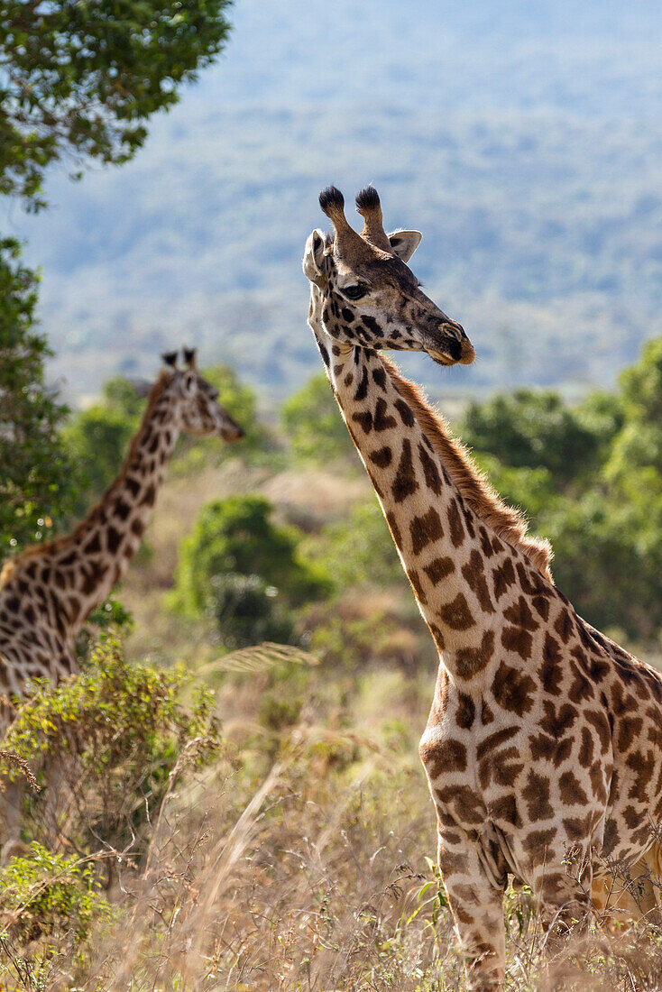 Massaigiraffen, Giraffa camelopardalis, Arusha Nationalpark, Tansania, Ostafrika, Afrika
