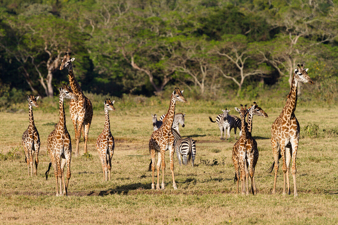 Massaigiraffen, Giraffa camelopardalis  und Zebras, Equus quagga, Little Serengeti, Arusha Nationalpark, Tansania, Ostafrika, Afrika
