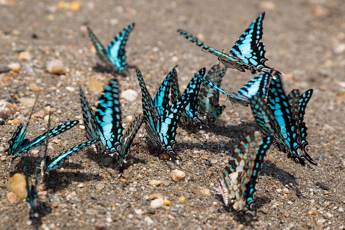 Common Swordtail butterflies at lake Tanganyika, Graphium policenes, Mahale Mountains National Park, Tanzania, East Africa, Africa