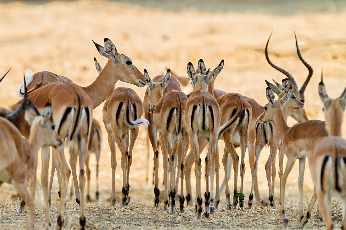 Impalas, Aepiceros melampus, Ruaha National Park, Tanzania, East Africa, Africa