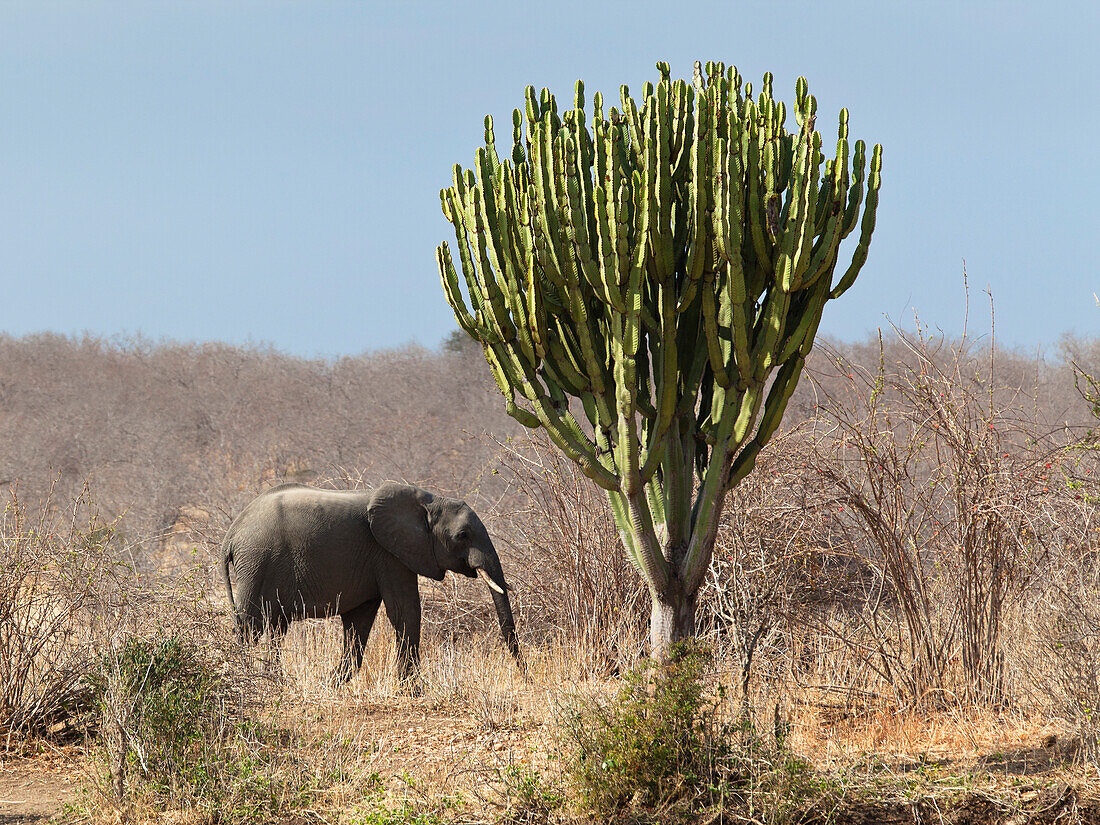 African Elephant, Loxodonta africana and euphorbia, Euphorbia candelabrum, Ruaha National Park, Tanzania, East Africa, Africa